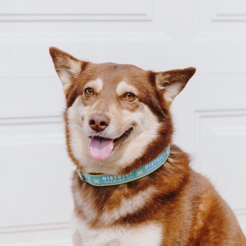 Just had a long walk and ready for dinner kind of mood 🙃🥩🦴 (+ 🍺 for my parents)
.
.
.
.
.
.
#dogs #dogsofinstagram #dogsrule #doglife #pup #dogcollar #explore #adventures #saskatchewan #exploresask #photog #photography #farm #photos #inspo #cr